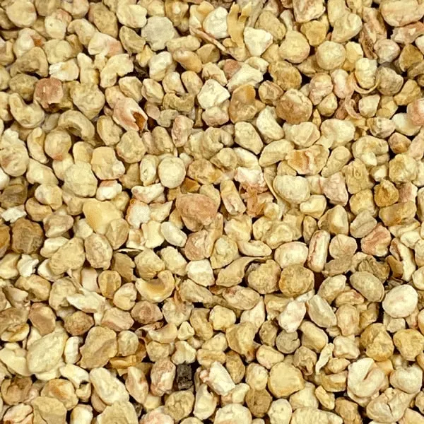 Corn Cob Close Up